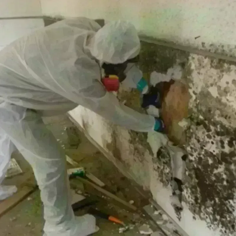 Mold Remediation and Removal in Columbus, GA